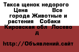 Такса щенок недорого › Цена ­ 15 000 - Все города Животные и растения » Собаки   . Кировская обл.,Лосево д.